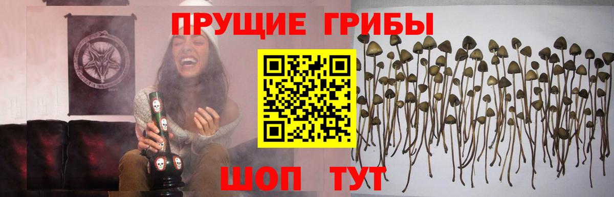 Псилоцибиновые грибы GOLDEN TEACHER  Новоалтайск 