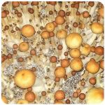Псилоцибиновые (галлюциногенные)  грибы Psilocybin "Golden Teacher" в Новоалтайске